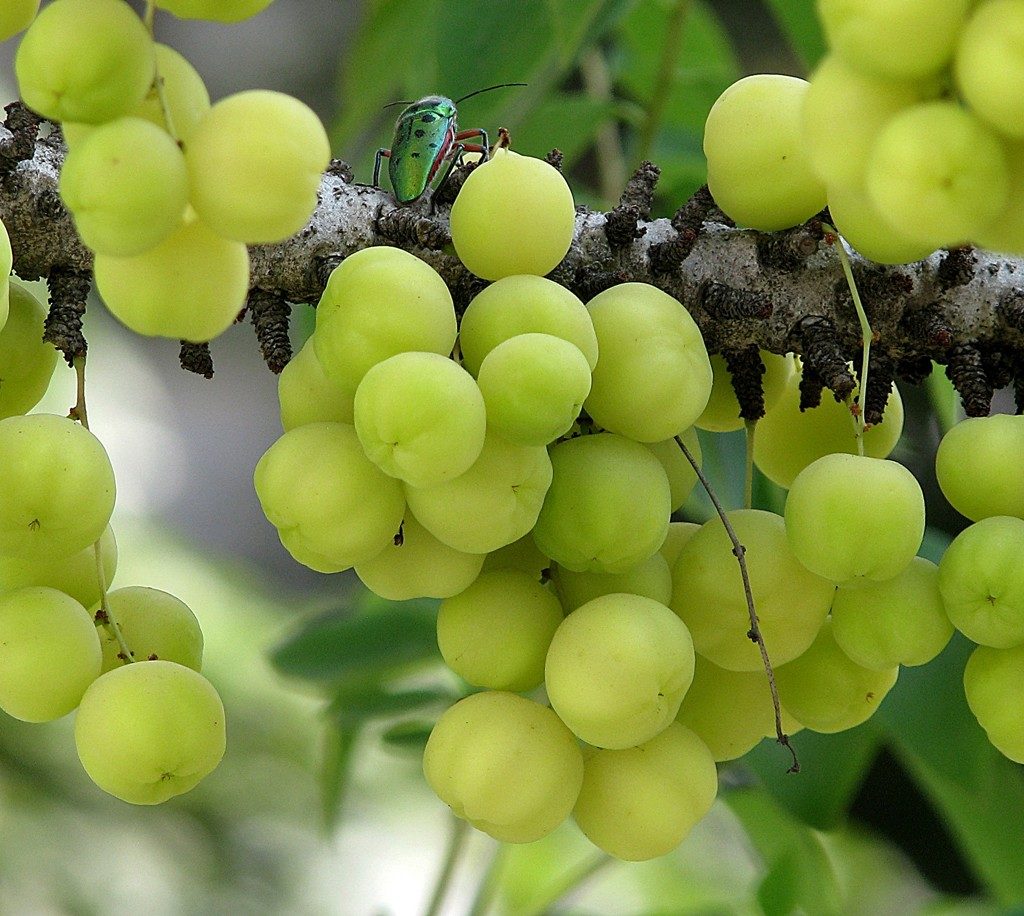 Indian gooseberries found in India and Southeast Asia has lots of health benefits and can help you to cut down sugar