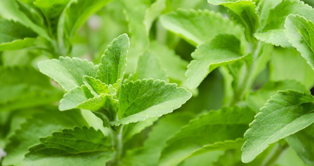 The Stevia rebaudiana plant