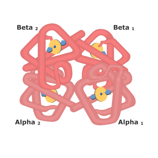 The haemoglobin molecule with 2 alpha chins and 3 beta chains. The haemoglobin molecules can bind to glucose molecules which forms the basis for the HbA1c test
